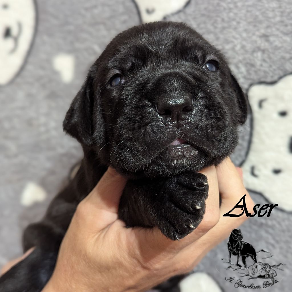 Il Guardiano Bella - Chiots disponibles - Cane Corso