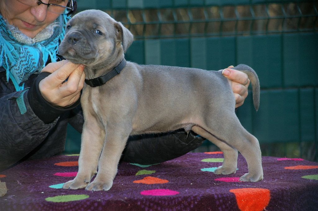 Odrin il Guardiano bella
