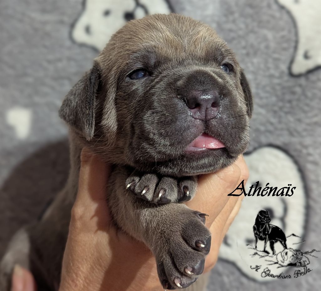 Il Guardiano Bella - Chiots disponibles - Cane Corso
